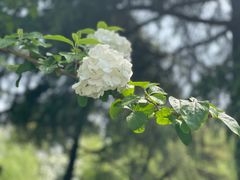 -上海滨江森林公园