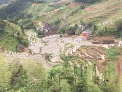 -紫鹊界梯田景区