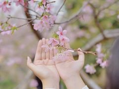 -天适樱花悠乐园