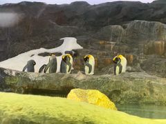 -新加坡飞禽公园