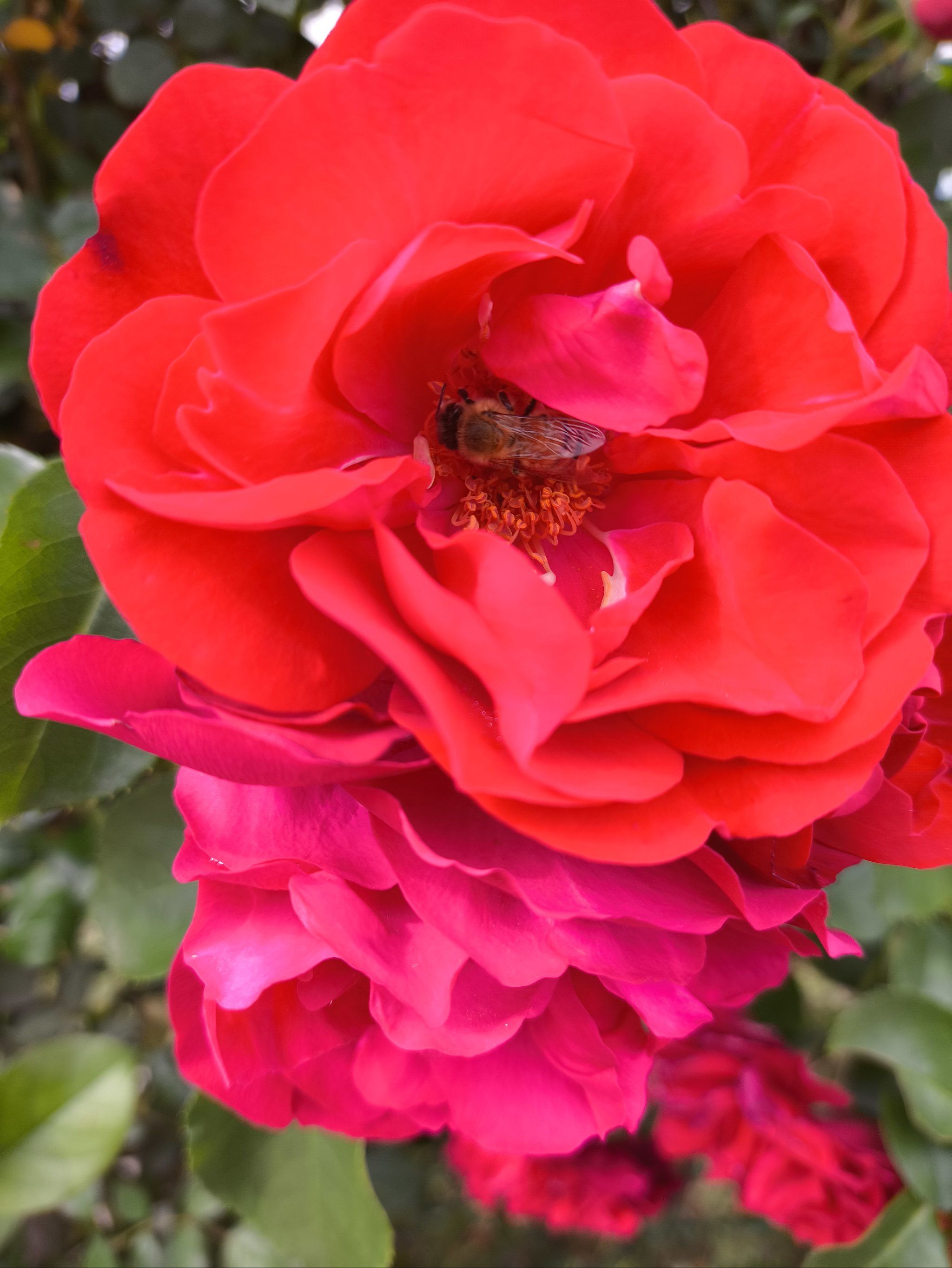 万花丛中一点红,哦不,蜂