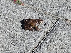 -野鸭湖国家湿地公园