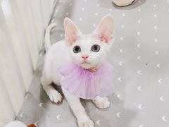 -十年猫舍·猫咪专门店(普陀店)