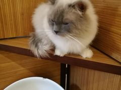 -more than meow吴止猫主题餐厅(承德 中船汇店)