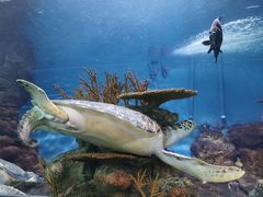 -上海海洋水族馆