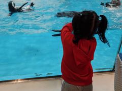 -帝企鹅自助餐厅•儿童岛•真企鹅(长隆企鹅酒店)