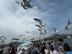 -海驴岛(荣成市)