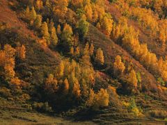 -塞罕坝国家级自然保护区