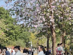 -东莞植物园