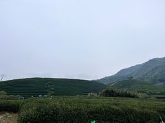 -龙坞茶村