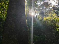 -莫里热带雨林景区