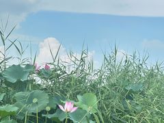 -白洋淀景区
