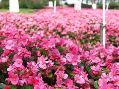 -松山湖梦幻百花洲