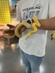 -Moni星球萌宠·小马宝莉·灵蛇·高端高阶全萌宠互动体验俱乐部(红豆国际广场店)