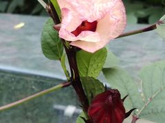 -广州神农草堂中医药博物馆