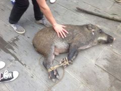 android_upload_pic-九皇山景区