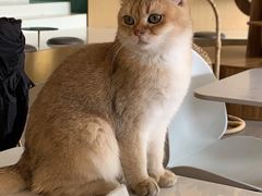 -飞行喵MR PILOT|猫舍·猫咖(静安大融城店)