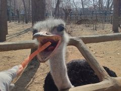 -大连森林动物园