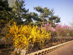 -大兴滨河森林公园