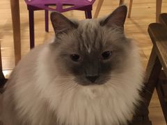 -Cappucimeow猫咪咖啡馆(韦伯时代店)