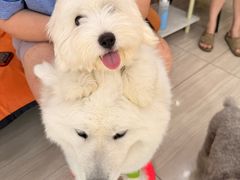 -申普宠物医院·眼科·心内科·影像科(普陀分院)