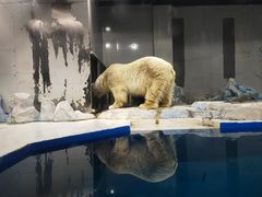 -大连圣亚海洋世界