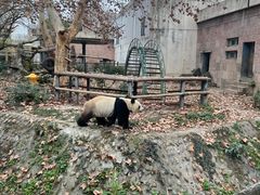 -成都动物园