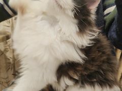 -楼上猫咖(罗湖店)