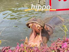 -合肥野生动物园
