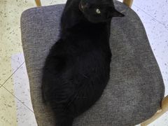 -喵园·猫主题咖啡厅·撸猫·猫咖(国贸店)