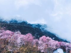 -九皇山景区