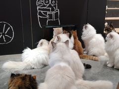 -瞄一喵猫咖(格力海岸店)