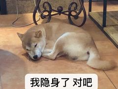 -more than meow吴止猫主题餐厅(承德 中船汇店)