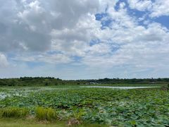 -上海海湾国家森林公园