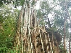 -中国科学院西双版纳热带植物园