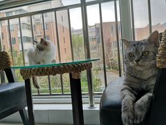 -糯米喵星人总部直营旗舰店·猫舍·幼猫出售