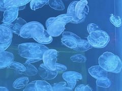 -海合安青岛极地海洋公园