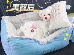 -BABIT巴比特宠物(MOMOPARK店)