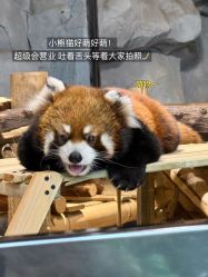 -Zoolung Zoolung动物主题公园(海信广场店)
