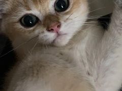 -Bastet sally猫舍购宠(静安店)