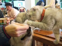 -李小姐の猫咖啡馆(五角场店)