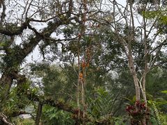 -中国科学院西双版纳热带植物园