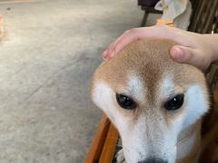 -柴犬高等学院·狗咖·柴犬售卖·宠物训练