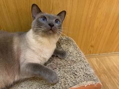 -滚猫咖啡·猫咖·猫友好撸猫(未来城店)