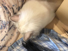 -瞄一喵猫咖(格力海岸店)