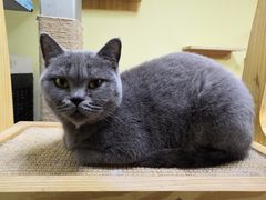 -三花喵·撸猫购宠·宠物生活馆(虹桥南丰城店)