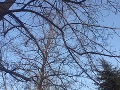 -口水鸡排(舞钢朱兰店)