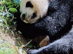 -广州长隆野生动物世界