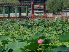 -莲花池公园