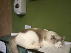 -猫猫幼稚园·撸猫·桌游·电玩